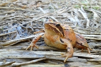135044 Rana dalmatina (Rana dalmatina)